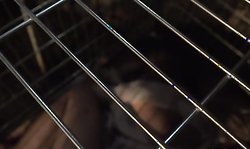 Horror Porn sacrifice sex with a cock-swallowing young brunette