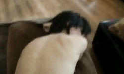 Black-haired wife is losing anal virginity in the doggy style pose