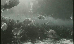 Sensual underwater adventure of a long-legged diver