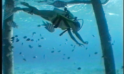 Beautiful underwater adventure of a sensual busty babe