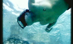 Sensual diver in blue lingerie goes topless underwater