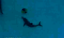 Amazingly passionate Unge Danske brunette and her tight crack