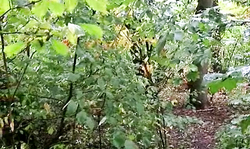 Beer festival lady Aische Pervers sucks a visitor's dick