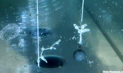 Submissive Isobel Wren is asking for help in the Water Bondage castle